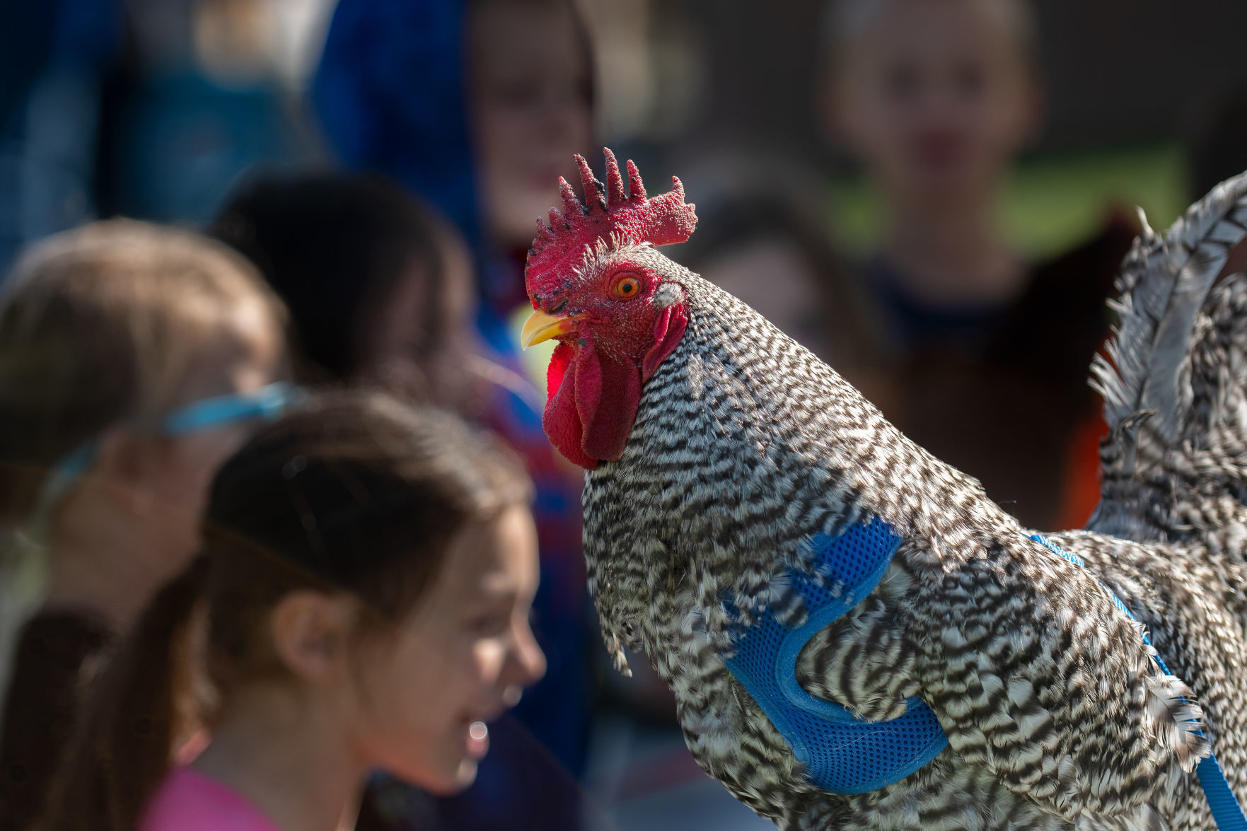 Ag day at I.B. Perrine Elementary